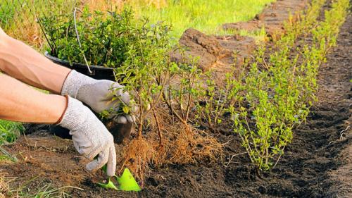 Спирея японская пересадка весной. Посадка спиреи