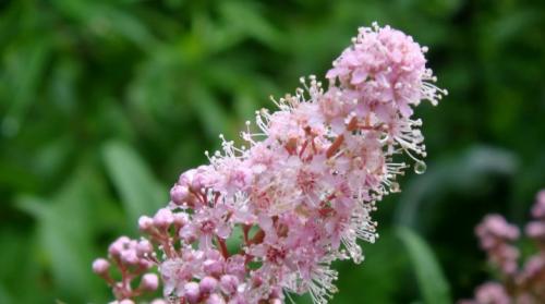 Спирея описание. Виды и сорта спиреи