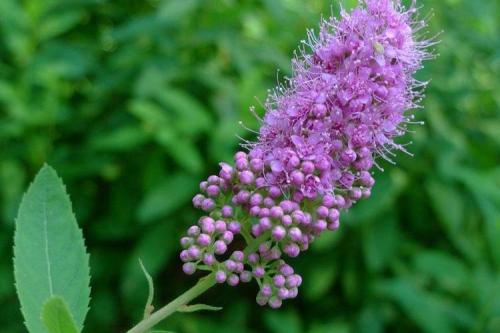 Спирея виды. Спирея (80 фото): виды, уход и описание кустарника