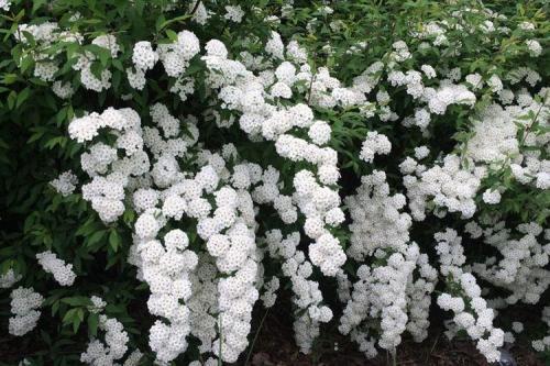 Спирея виды. Спирея (80 фото): виды, уход и описание кустарника