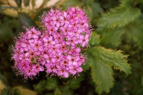 Спирея виды. Спирея (80 фото): виды, уход и описание кустарника