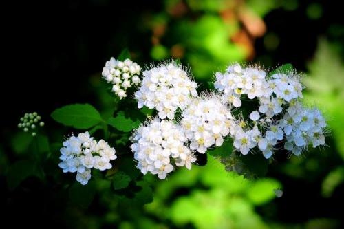 Спирея виды. Спирея (80 фото): виды, уход и описание кустарника