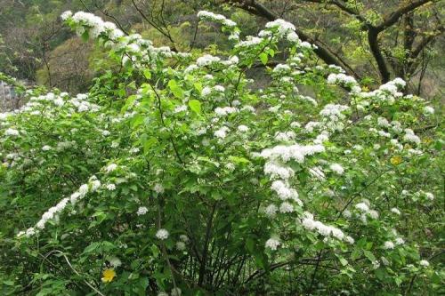 Спирея виды. Спирея (80 фото): виды, уход и описание кустарника