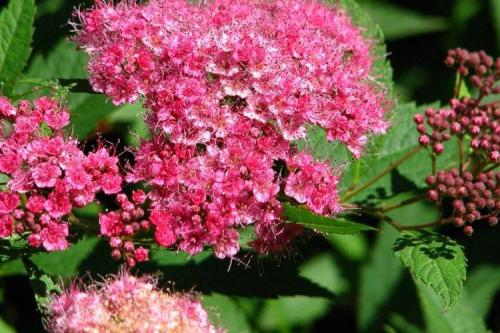 Спирея виды. Спирея (80 фото): виды, уход и описание кустарника