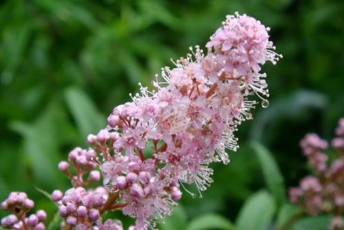 Спирея обыкновенная. Спирея — великолепное разнообразие видов