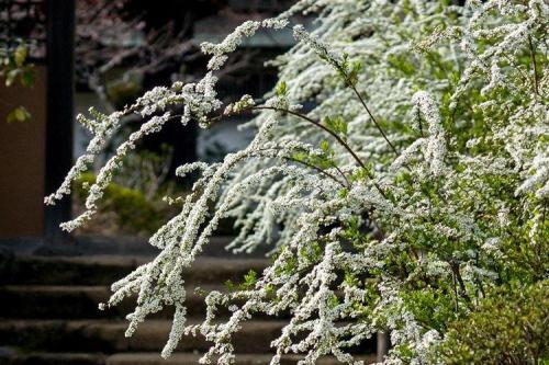 Спирея виды. Спирея (80 фото): виды, уход и описание кустарника