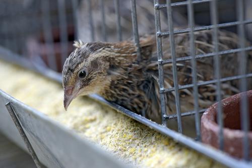 Как содержать перепелов на даче летом: полное руководство 02 Как содержать перепелов на даче летом: полное руководство 02