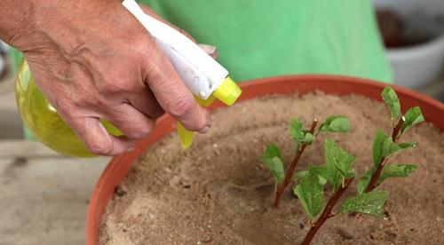 Размножение спиреи черенками осенью в домашних условиях. Когда и как заготавливать черенки? 09 Размножение спиреи черенками осенью в домашних условиях. Когда и как заготавливать черенки? 09