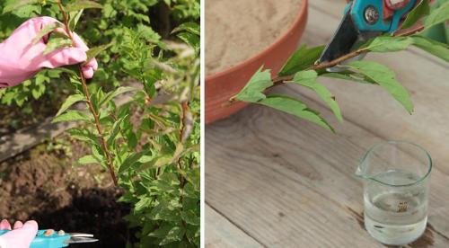 Размножение спиреи черенками и делением куста летом. Черенками 03