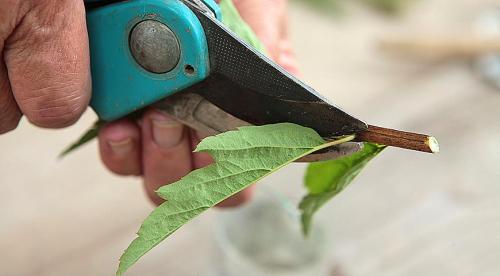 Размножение спиреи черенками и делением куста летом. Черенками 04