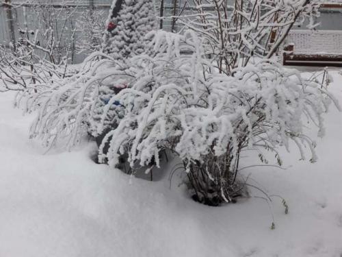 Спирея бумальда размножение. Размножение спиреи