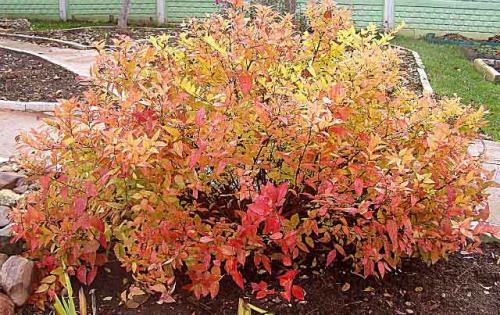 Нужно ли укрывать спирею на зиму. Уход за спиреей осенью: что важно знать?