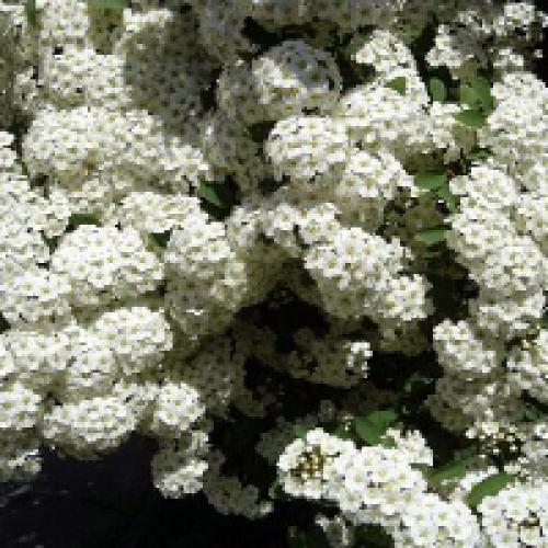 Спирея вангутта осенью. Спирея Вангутта: фото и описание