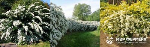 Спирея вангутта осенью. Спирея Вангутта: фото и описание