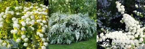 Спирея вангутта осенью. Спирея Вангутта: фото и описание