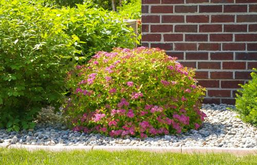 Уход за спиреей серой после цветения. Как подстричь спирею шаром