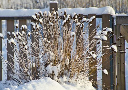 Нужно ли укрывать спирею на зиму. Уход за спиреей осенью: что важно знать?