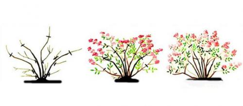 Нужно ли укрывать спирею на зиму. Уход за спиреей осенью: что важно знать?