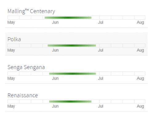 Клубника полка или секреты ее продуктивности. Клубника сорта Полка: сладкая, стабильная, урожайная