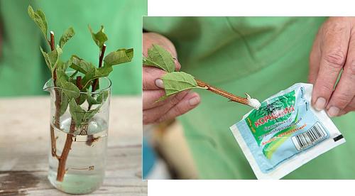 Как рассадить спирею осенью. Семенами 02