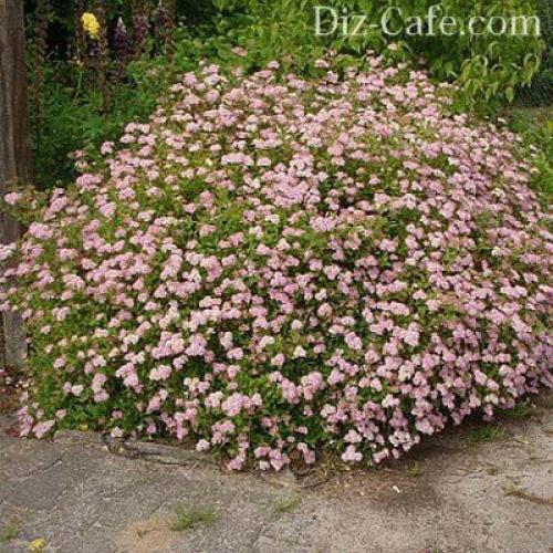 Как рассадить спирею осенью. Семенами 09