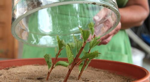 Как рассадить спирею осенью. Семенами 05