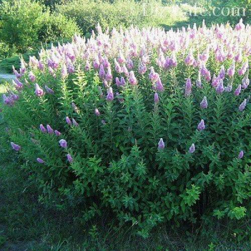 Как рассадить спирею осенью. Семенами 10