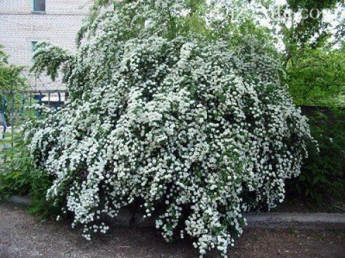 Как рассадить спирею осенью. Семенами 11