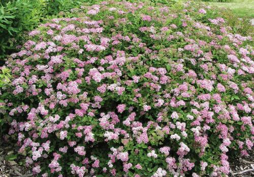 Обрезка спиреи японской. Правильная обрезка спиреи