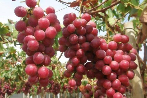 Описание сортов винограда. Лучшие сорта винограда: фото, названия и описания (каталог)