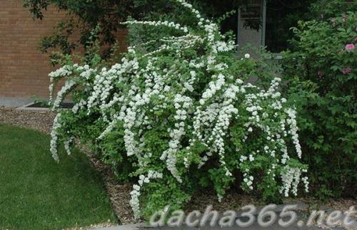 Спирея вангутта осенью. Сорта