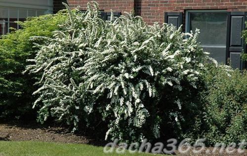 Спирея вангутта осенью. Сорта