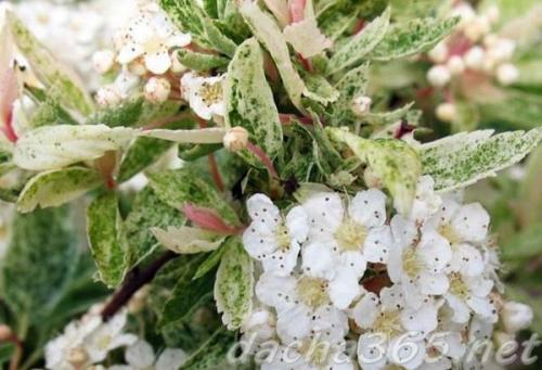 Спирея вангутта осенью. Сорта