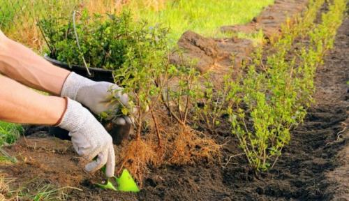 Обрезка спиреи вангутта. Посадка