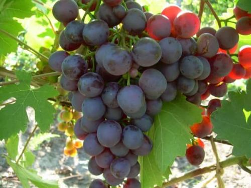 Список сортов винограда по алфавиту: столовые, ранние, морозостойкие, технические, без косточек, элитные, мускатные