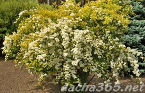 Спирея вангутта осенью. Сорта