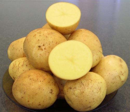 Чем отличается картофель гала от адретты. Сорт картофеля Гала: характеристика и описание, фото, отзывы