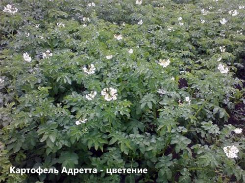 Когда копать картофель Адретта. Описание сорта картофеля Адретта – характеристика, достоинства и недостатки, отзывы