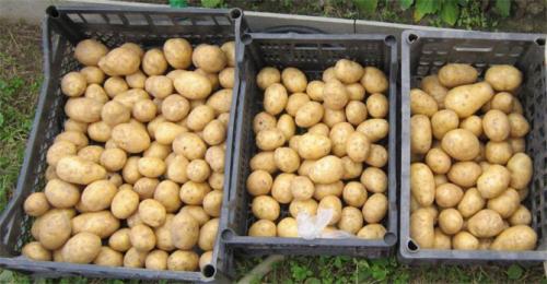 Чем отличается картофель гала от адретты. Сорт картофеля Гала: характеристика и описание, фото, отзывы