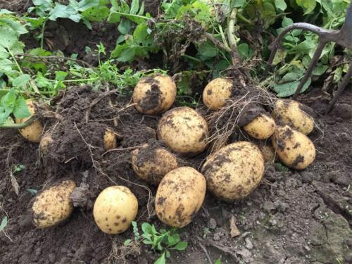Когда копать картофель Адретта. Описание сорта картофеля Адретта – характеристика, достоинства и недостатки, отзывы