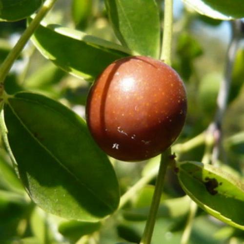 Как вырастить зизифус в домашних условиях 2022. Как посадить унаби 04