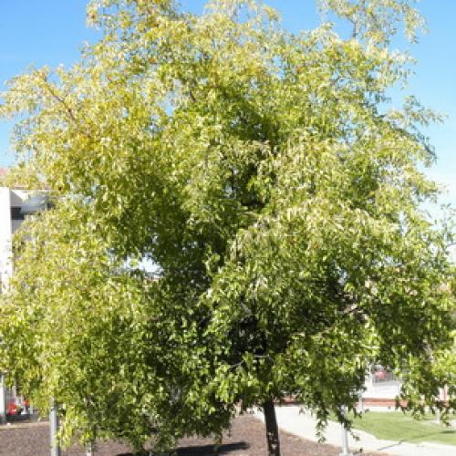 Все о китайском финике и его выращивании. Китайский финик, его польза и секреты выращивания 12