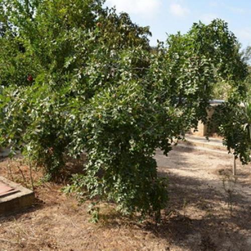 Все о китайском финике и его выращивании. Китайский финик, его польза и секреты выращивания 14