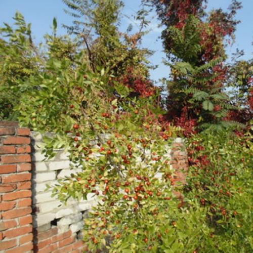 Все о китайском финике и его выращивании. Китайский финик, его польза и секреты выращивания 10