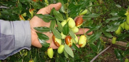 Все о китайском финике и его выращивании. Китайский финик, его польза и секреты выращивания 03