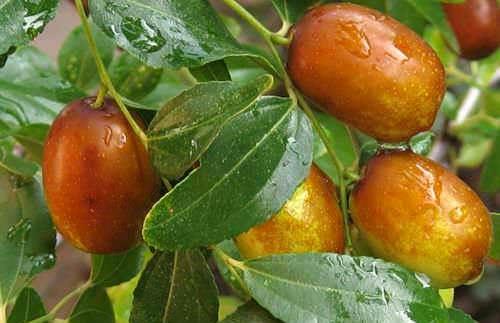 Все о китайском финике и его выращивании. Китайский финик, его польза и секреты выращивания