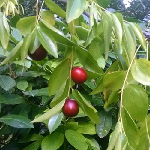 Все о китайском финике и его выращивании. Китайский финик, его польза и секреты выращивания 07