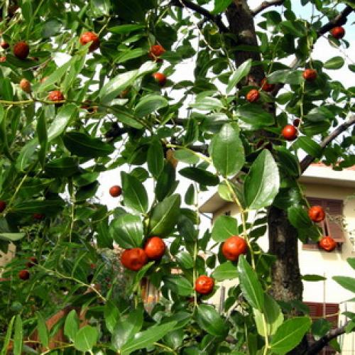 Все о китайском финике и его выращивании. Китайский финик, его польза и секреты выращивания 06