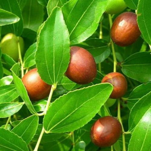 Все о китайском финике и его выращивании. Китайский финик, его польза и секреты выращивания 15