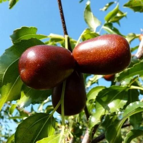 Все о китайском финике и его выращивании. Китайский финик, его польза и секреты выращивания 11